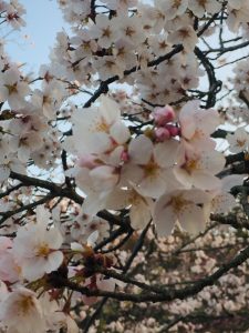 桜開花情報!東広島市の鏡山公園に行ってきました🌸 そしてミスに気づきました・・・