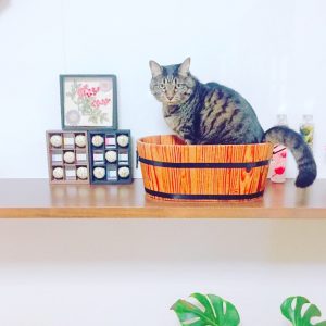 猫と一緒に癒しの空間を演出! 日常生活に彩を加え『自分だけの癒し空間』を作りましょう(*^-^*)